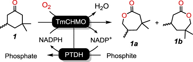 Scheme 1