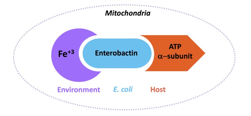 An unexpected benefit from E. coli: how enterobactin benefits host ...