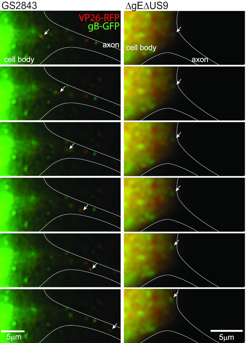 Fig 10