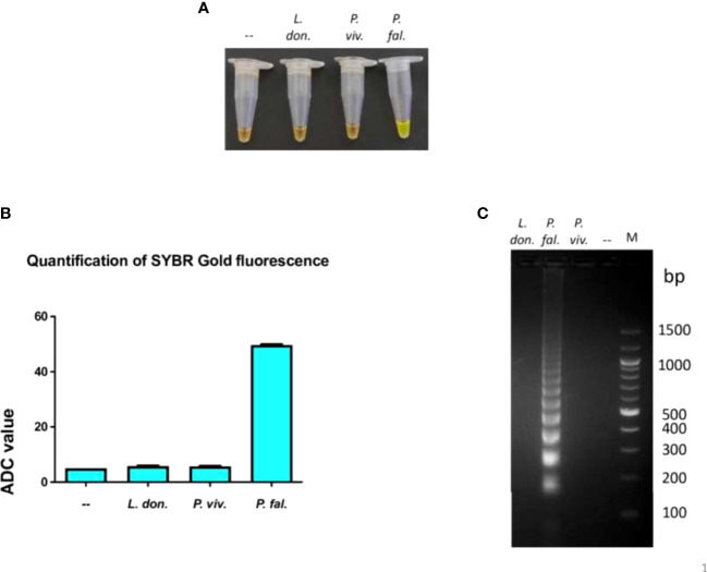 Figure 2