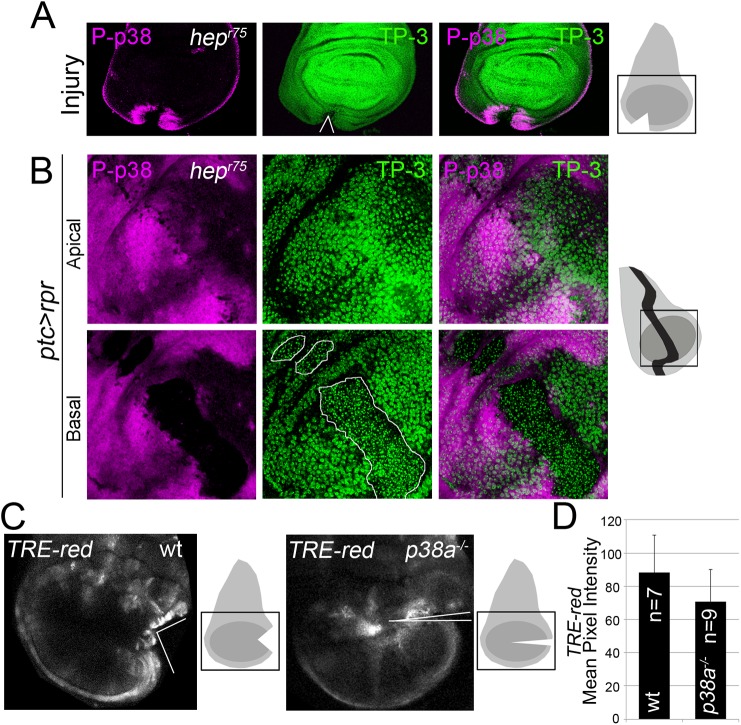 Fig 6