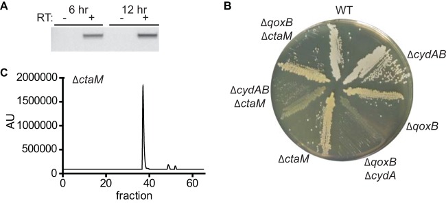 FIG 5 