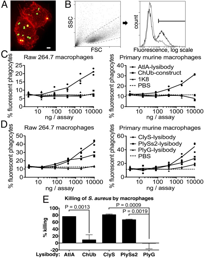 Fig. 2.