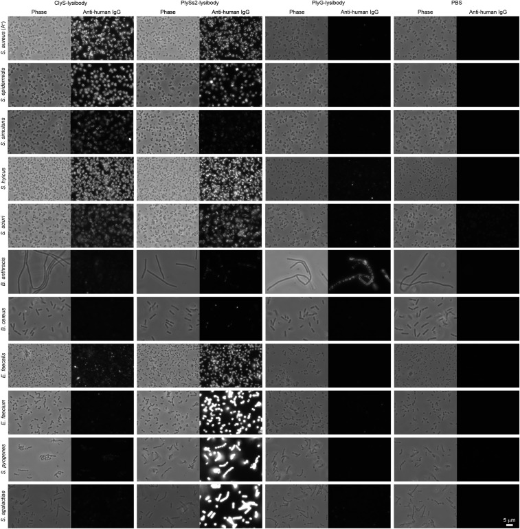 Fig. S6.