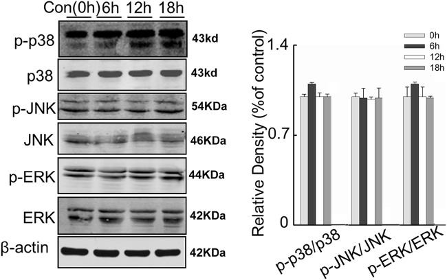 Fig. 8