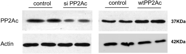 Fig. 9