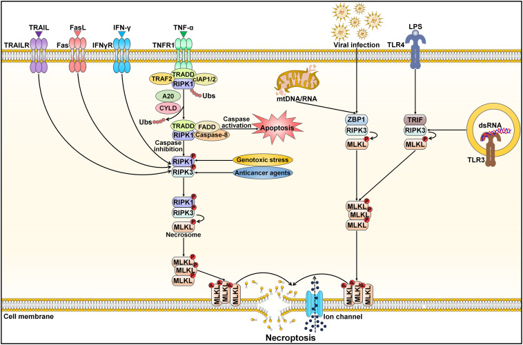 Figure 4