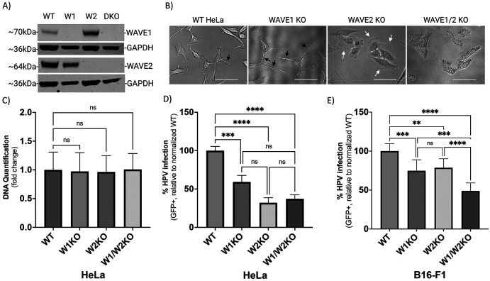 Fig 2.