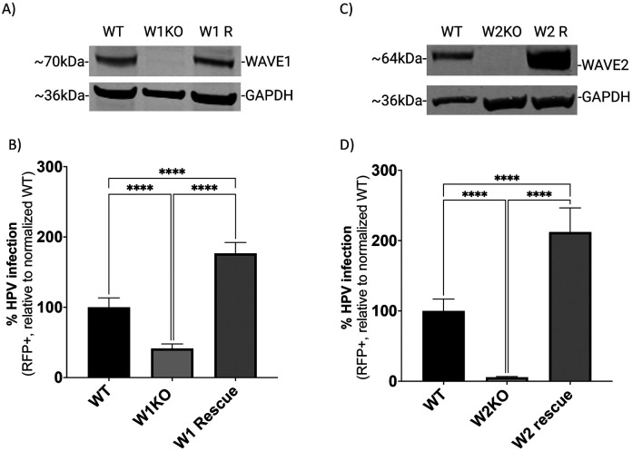 Fig 3.