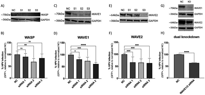 Fig 1.