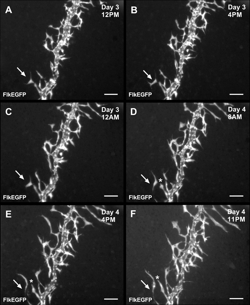 Fig. 8.