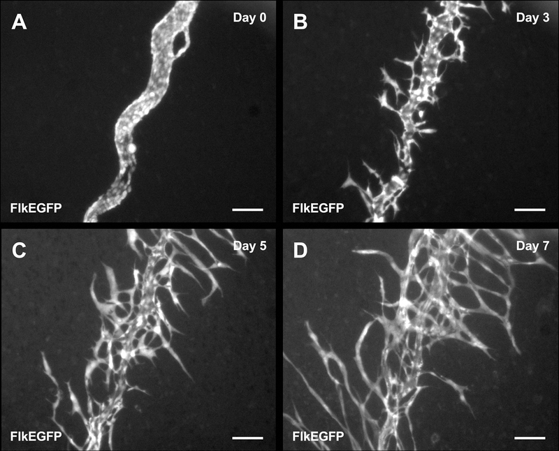 Fig. 7.