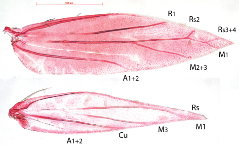 Figure 8.