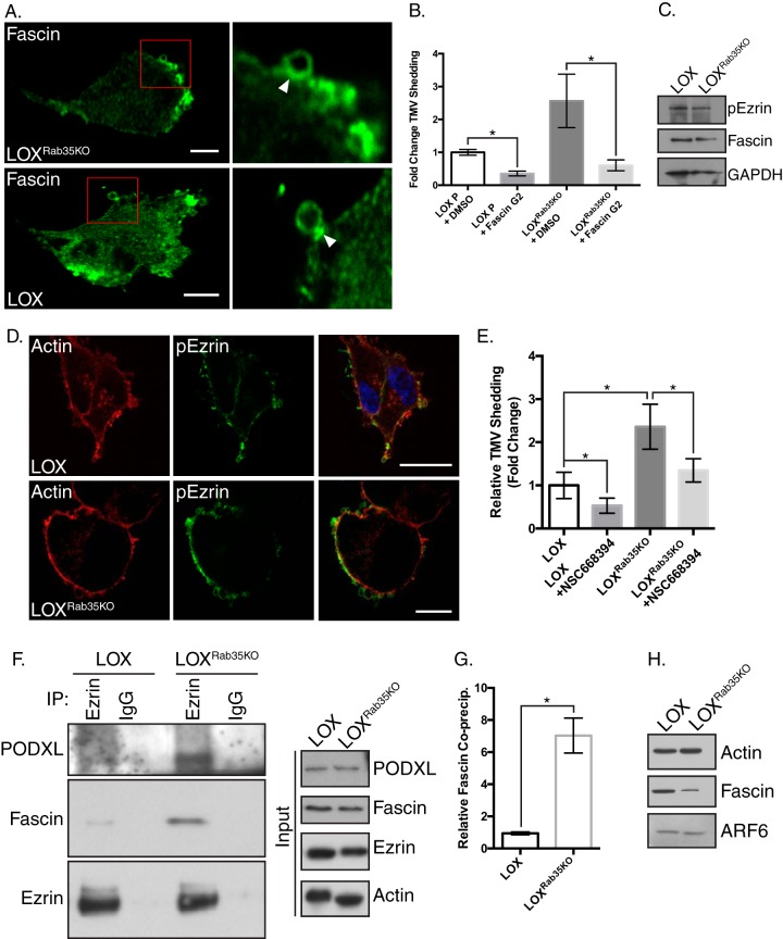 FIG 6