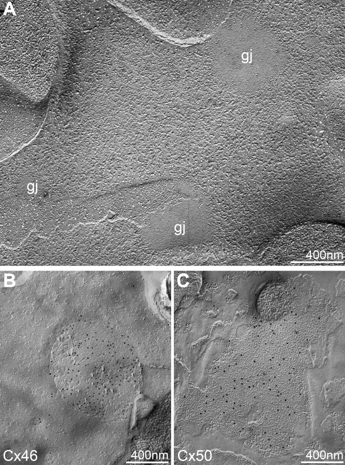 Fig. 8.