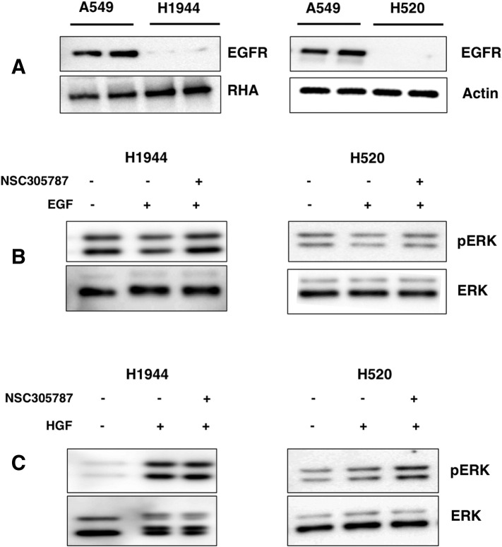 Supplementary Figure S1