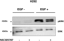 Supplementary Figure S2