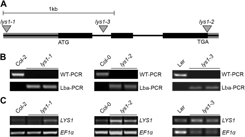 Figure 3—figure supplement 1.