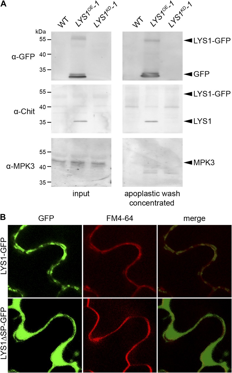 Figure 4—figure supplement 1.