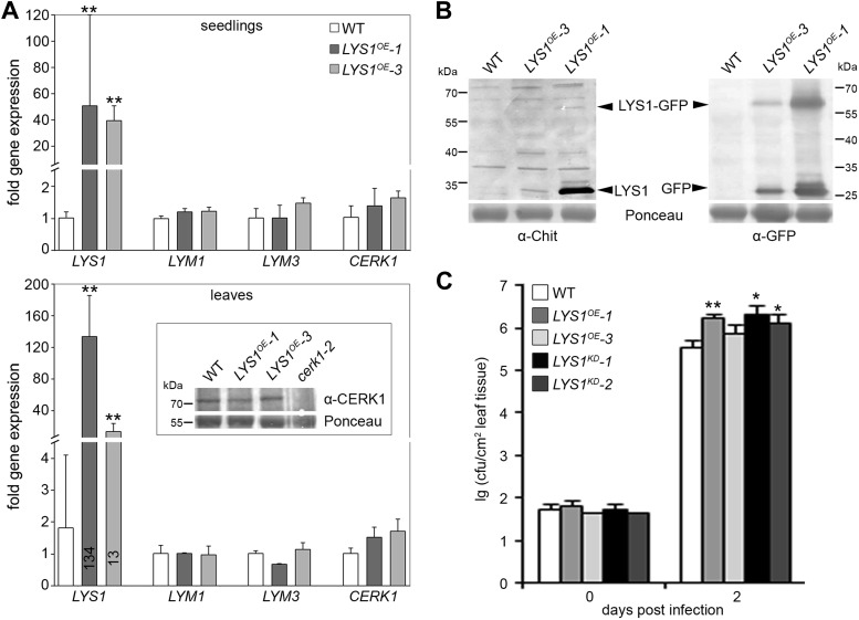 Figure 9—figure supplement 1.