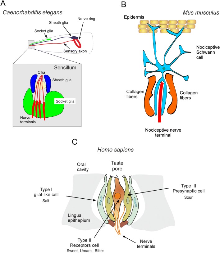 Fig. 1