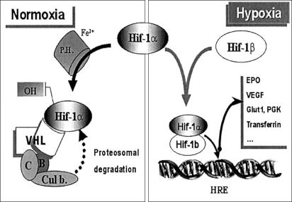 Figure  1