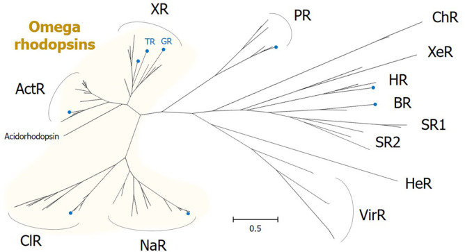 Fig. 4