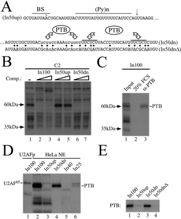 Fig.2