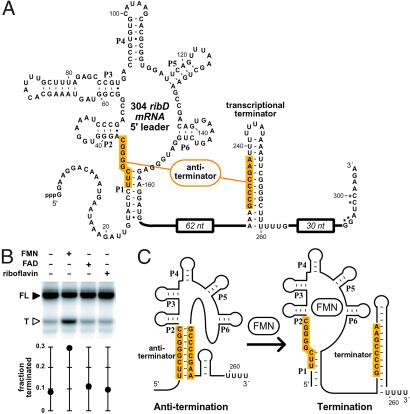 Fig 3.