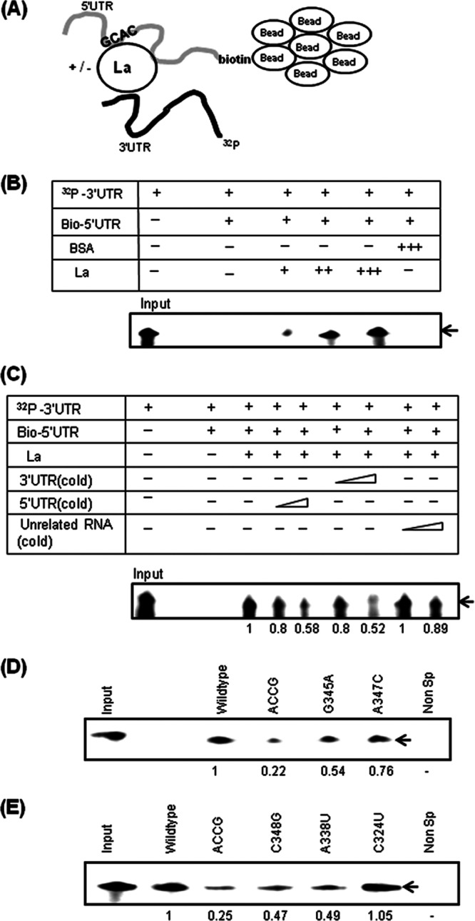 Fig 10