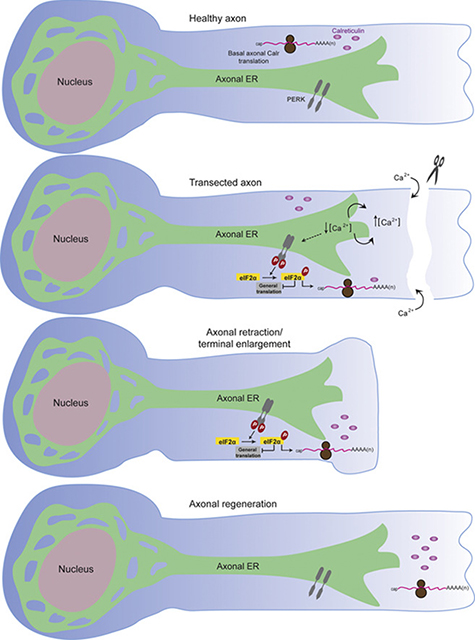 graphic file with name nihms-1542757-f0001.jpg