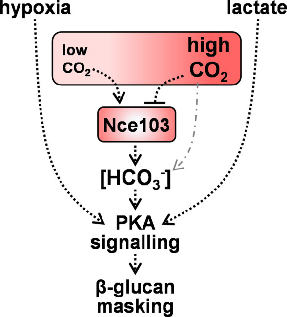 Fig 7