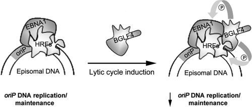 FIG. 8.