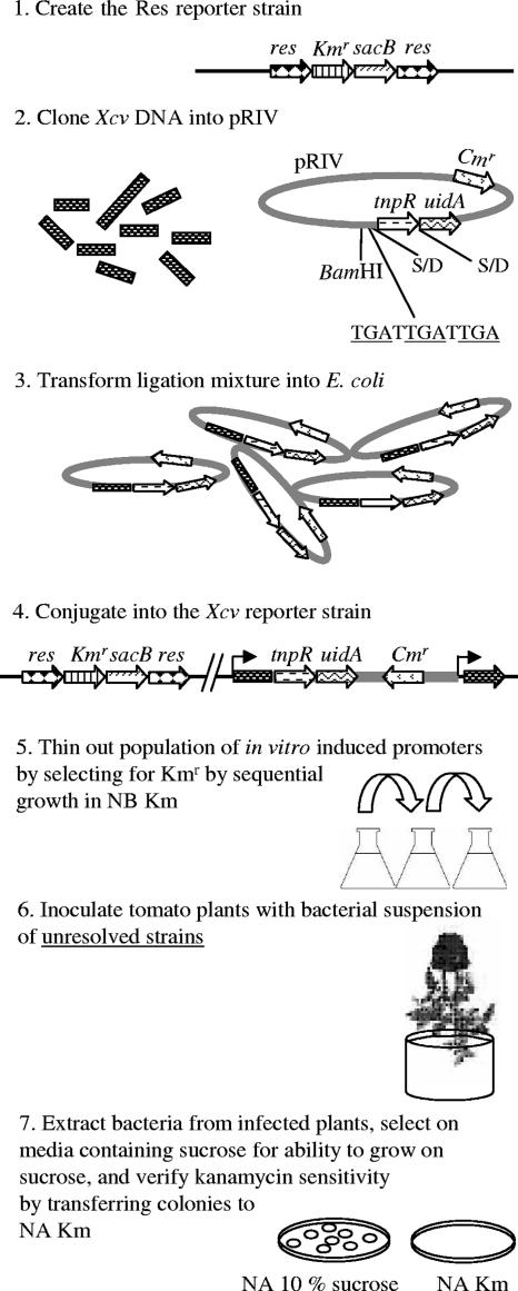 FIG. 1.