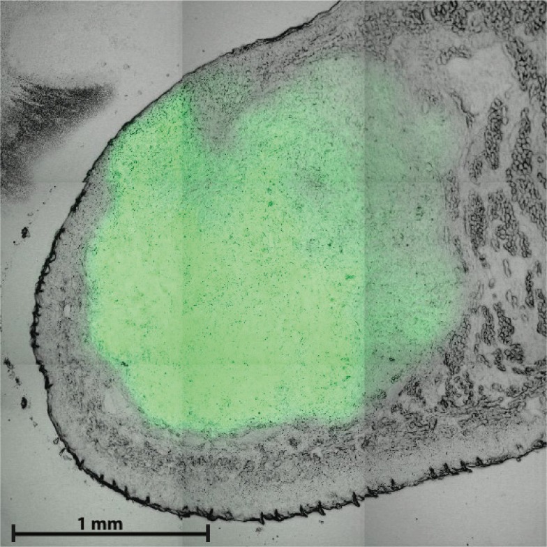 Fig. 2