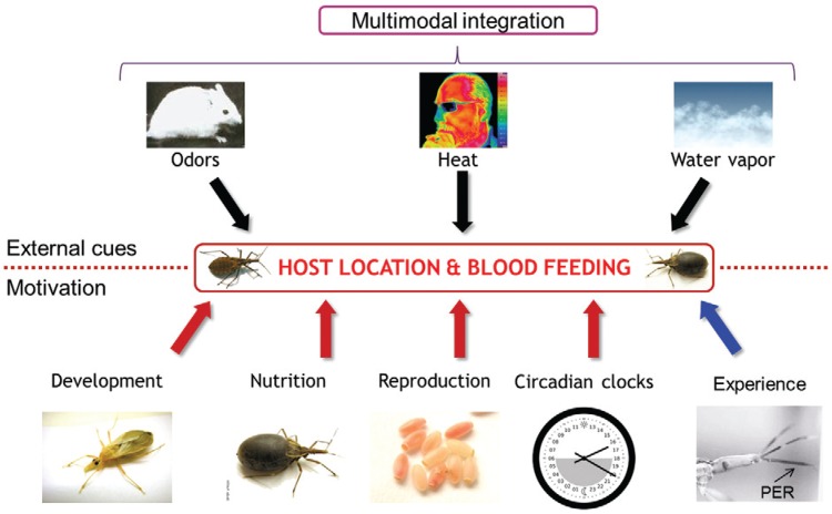 Exogenous and endogenous factors influencing host-seeking and feeding
behaviour in Chagas disease vectors. Hosts multimodal cues which attract or repel
insects depending on their motivational state. PER: proboscis extension
response.