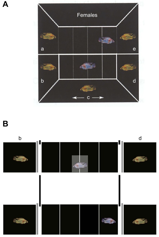 Fig. 7.