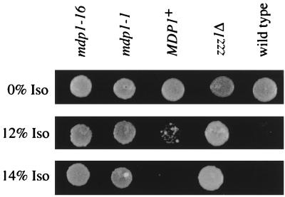 FIG. 7