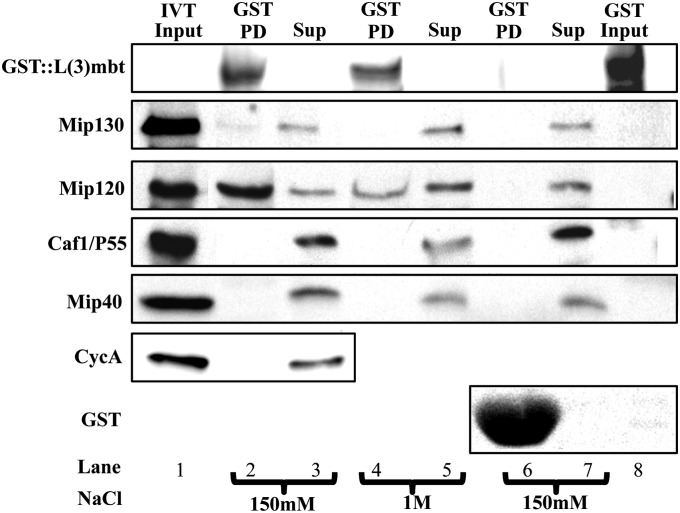 Fig. 8.