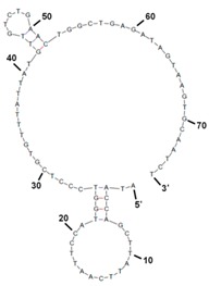 graphic file with name molecules-22-00825-i001.jpg