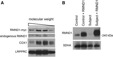 Figure 5