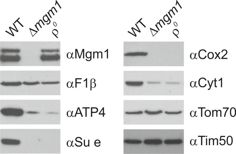 Figure 2—figure supplement 2.