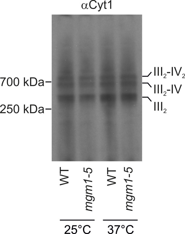 Figure 2—figure supplement 4.