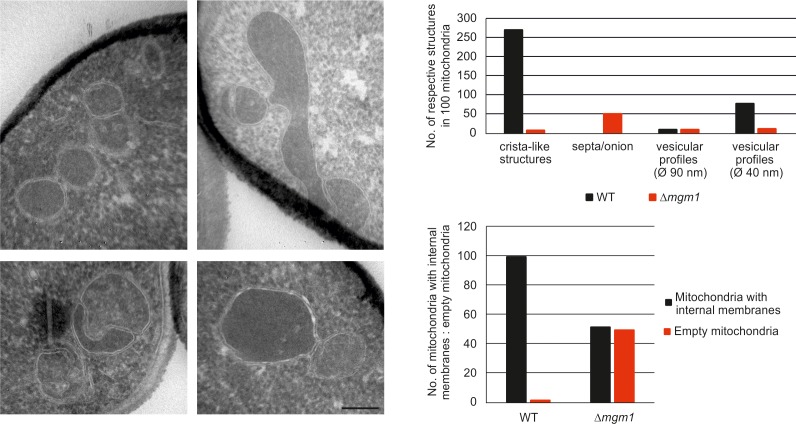 Figure 2—figure supplement 1.