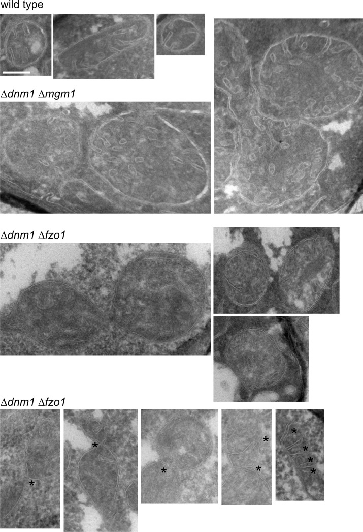 Figure 7—figure supplement 1.