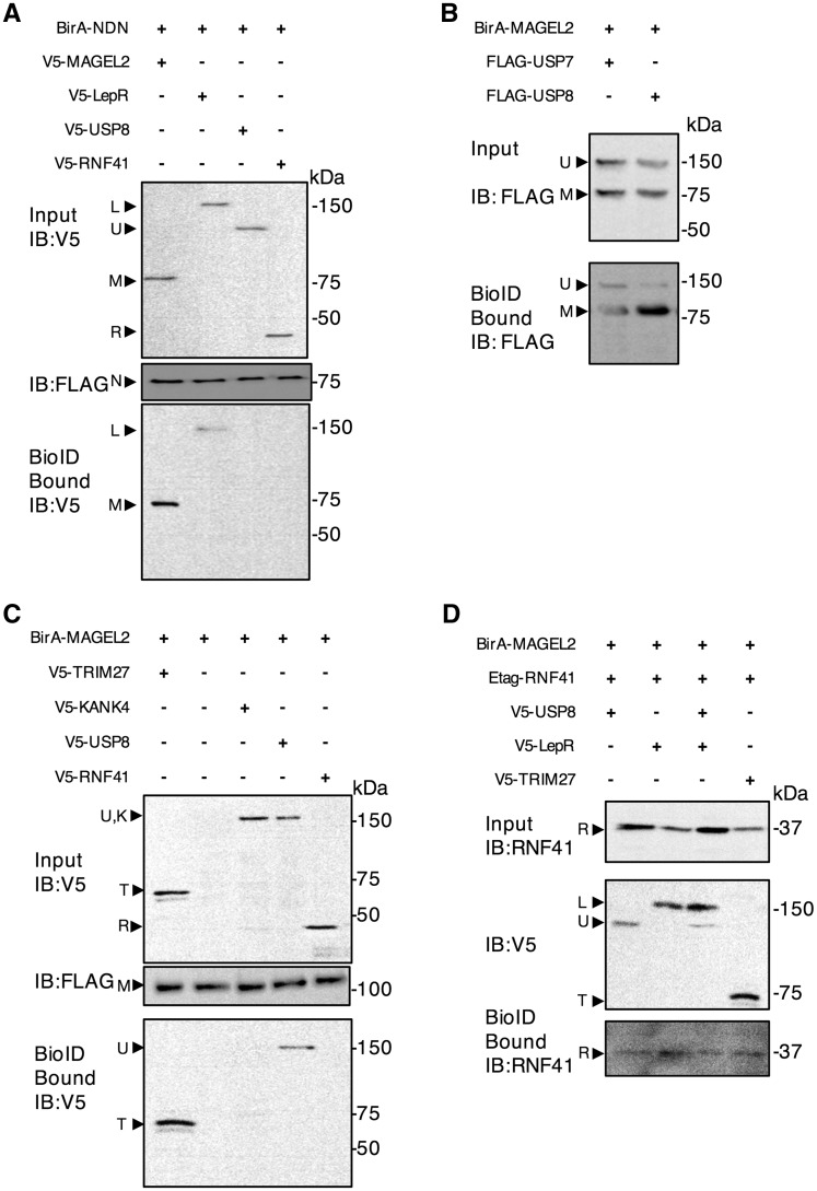 Figure 5.