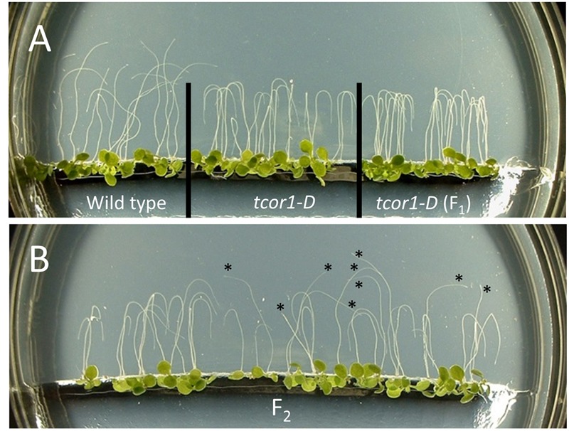 FIGURE 3