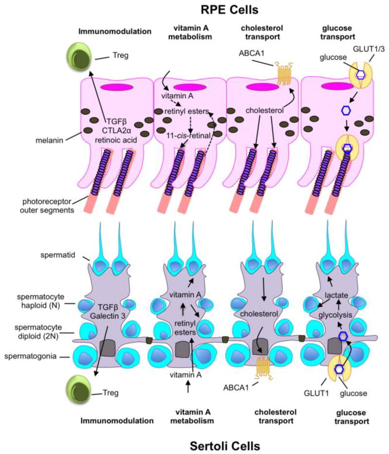 Key Figure 2