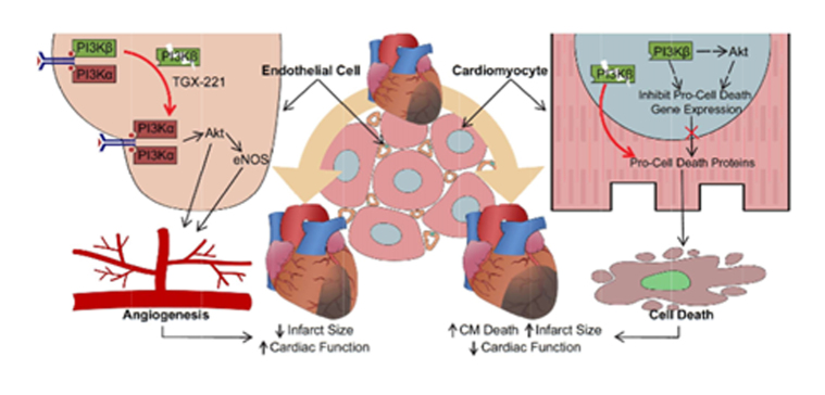 Graphical Abstract