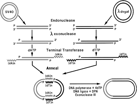 Figure 2.—